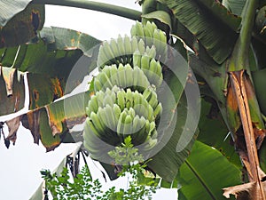 Cultivated banana tree (Musa Paradisiaca)