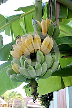 Kultivovaný banány zrenie na strom 