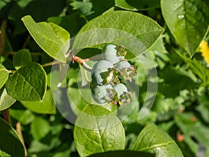 Cultivated blueberries or highbush blueberries growing on branches in immature green stages of maturation after flowering