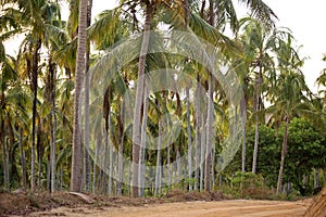 Cultivated coconut trees aside dirty road in Brazilian northeast