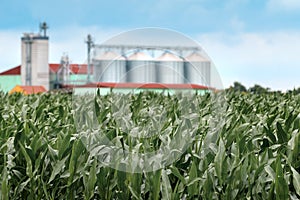 Cultivated corn maize field with grain storage silo in background