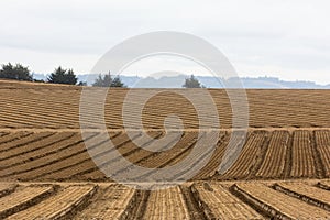 Cultivated Farm Land