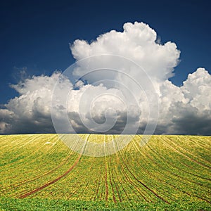 Cultivated farmfield with green rows and greater white cloud, Hungary