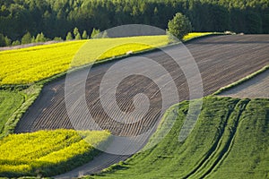 Fields of rapeseed cultivation Lubelszczyzna photo