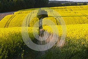 Fields of rapeseed cultivation Lubelszczyzna photo