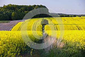 Fields of rapeseed cultivation Lubelszczyzna photo