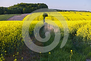 Fields of rapeseed cultivation Lubelszczyzna photo