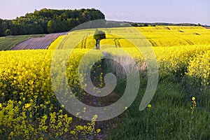 Fields of rapeseed cultivation Lubelszczyzna photo