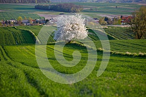 Fields of rapeseed cultivation Lubelszczyzna photo