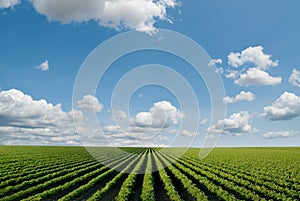 Cultivated field photo