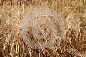 Cultivated field of barley