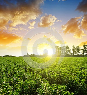 Cultivated field of broad or fava beans  Vicia Faba