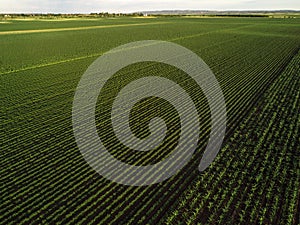 Cultivated field from drone point of view