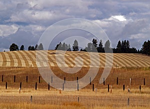 Cultivated Field - Fence Posts photo