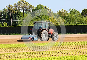 cultivated field of fresh green lettuce in the plain and the tractor