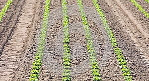 cultivated field of fresh green lettuce with the soil made with