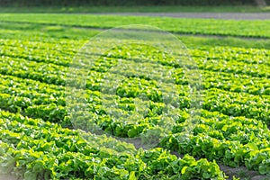 Cultivated field: fresh green salad bed rows