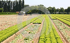 Cultivated field of green lettuce
