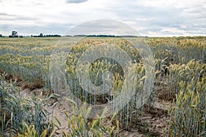 Cultivated field with path - field of trials