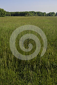 Cultivated field on a sunny day