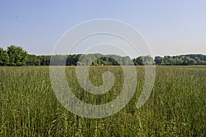 Cultivated field on a sunny day