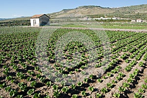 Cultivated field to lettuce