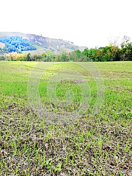 The cultivated field on which the wheat was planted,mountainous areas of Italy and farml,and where a young wheat has sprouted