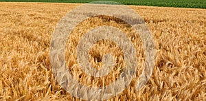 Cultivated field of yellow ripe wheat grain