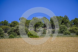 Cultivated fields, in the interior Spain. photo