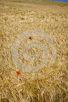 Cultivated fields, in the interior Spain. photo