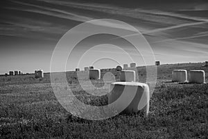 Cultivated fields, especially cereals in Spain photo