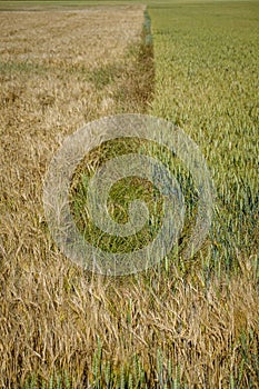 Cultivated fields in the interior Spain photo