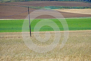 Cultivated fields, especially cereals, in the interior Spain photo