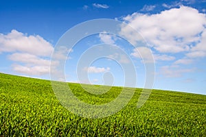 Cultivated fields on a green hillside in a bright spring day
