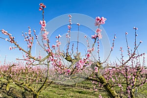 Cultivated fields of peach trees treated with fungicides