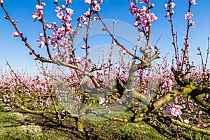 Cultivated fields of peach trees treated with fungicides