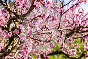 Cultivated fields of peach trees treated with fungicides