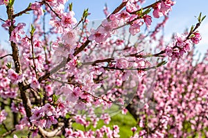 Cultivated fields of peach trees treated with fungicides