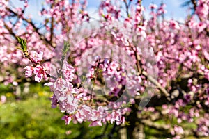 Cultivated fields of peach trees treated with fungicides