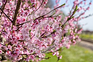 Cultivated fields of peach trees treated with fungicides