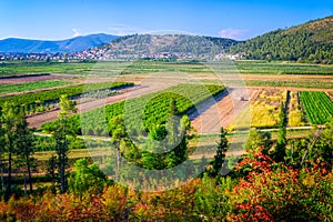 Cultivated fields in southern Croatia photo