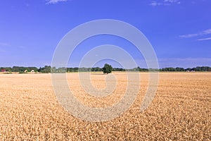 Cultivated fields in summer seen from a great height.