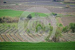 Cultivated fields with vineyards. photo