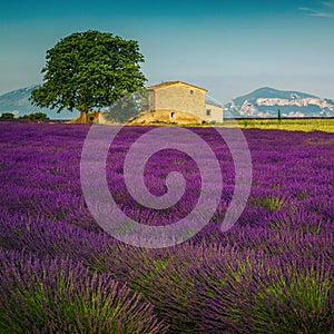 Cultivated fragrant lavender fields on the agricultural land, Valensole, France