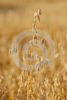 Cultivated golden ripe common oat cereal grain
