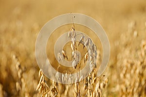 Cultivated golden ripe common oat cereal grain