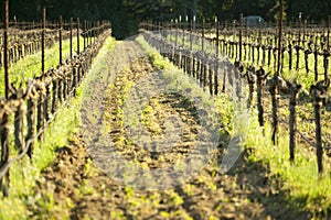 Cultivated grape vineyard, California wine country