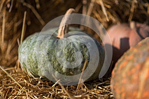 Cultivated green pumpkin placed on dry straw in garden