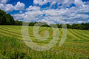 Cultivated hay, isanti county photo