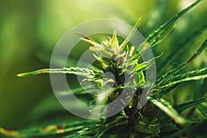 Cultivated industrial marijuana hemp in field